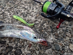 タチウオの釣果