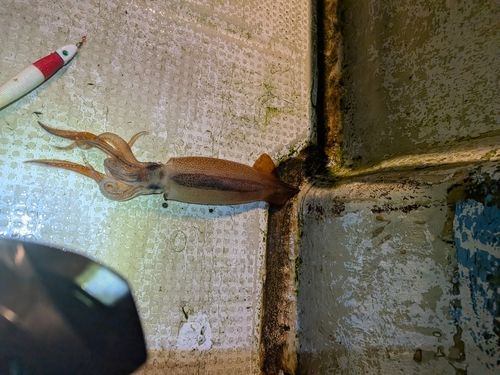 スルメイカの釣果