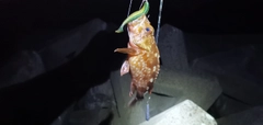 ガシラの釣果