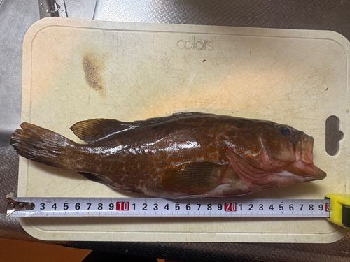 キジハタの釣果