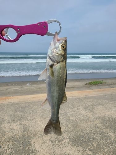 セイゴ（ヒラスズキ）の釣果
