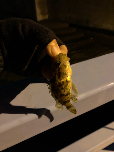 タケノコメバルの釣果