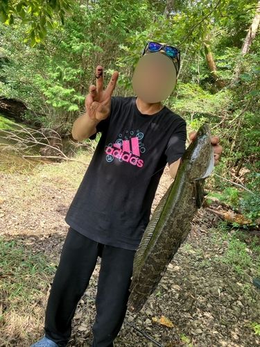 ライギョの釣果