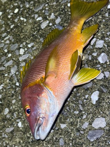 シブダイの釣果