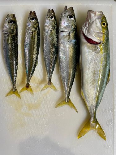ツバスの釣果