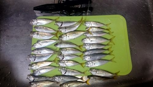 アジの釣果