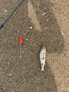 セイゴ（マルスズキ）の釣果
