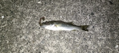 セイゴ（マルスズキ）の釣果