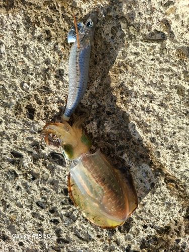 アオリイカの釣果