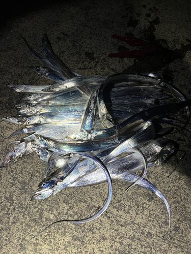 タチウオの釣果