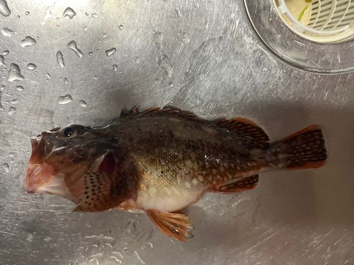 エゾメバルの釣果