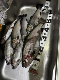 ニジマスの釣果
