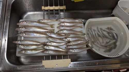 キスの釣果