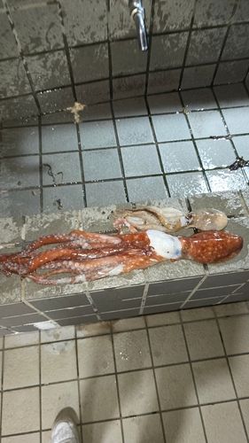 タコの釣果