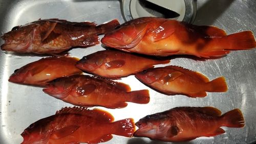 アカハタの釣果