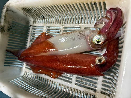ケンサキイカの釣果