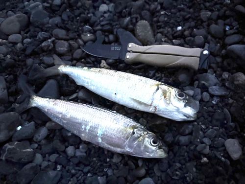 サッパの釣果