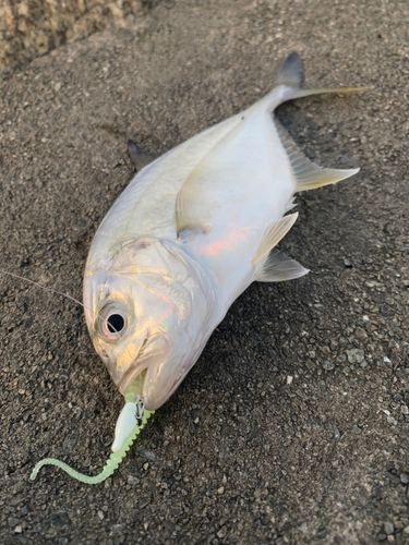 ロウニンアジの釣果