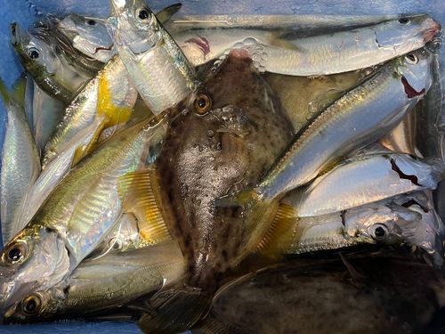 カワハギの釣果