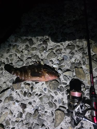 アコウの釣果