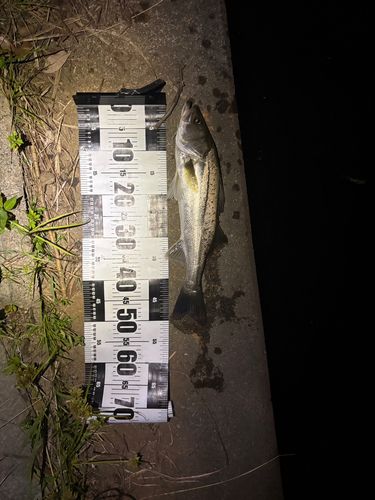 スズキの釣果