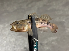 ウロハゼの釣果