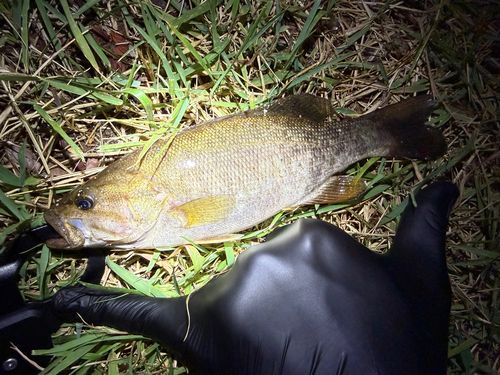 スモールマウスバスの釣果