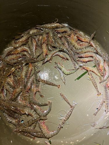 エビの釣果