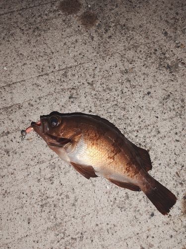 メバルの釣果