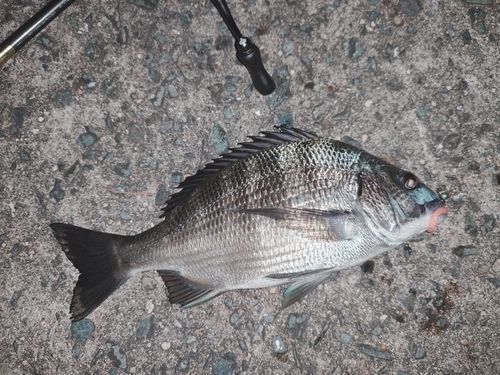 クロダイの釣果