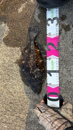 ヒラメの釣果
