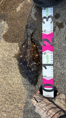 ヒラメの釣果
