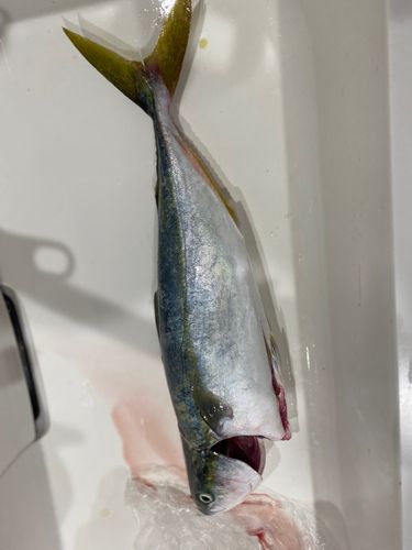 ワラサの釣果