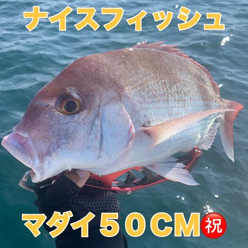 マダイの釣果