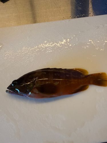 アカハタの釣果