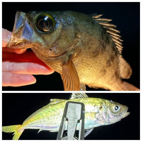 メバルの釣果