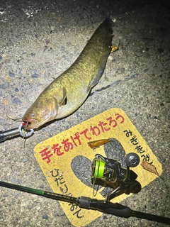 ニホンナマズの釣果