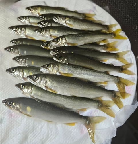 アユの釣果