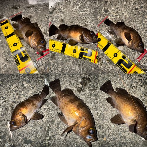 メバルの釣果