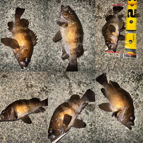 メバルの釣果