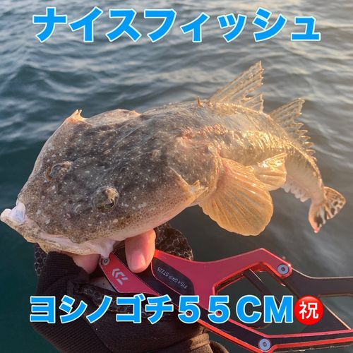 ヨシノゴチの釣果