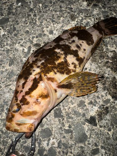 タケノコメバルの釣果