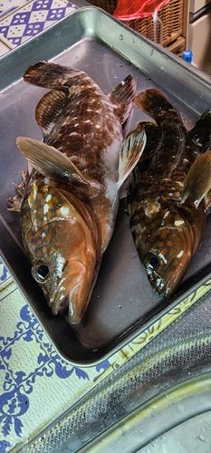 アコウの釣果