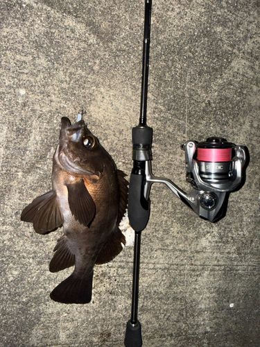 メバルの釣果