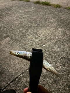 カマスの釣果