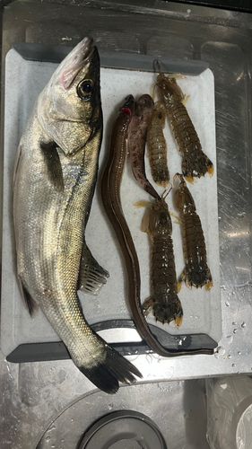 アナゴの釣果