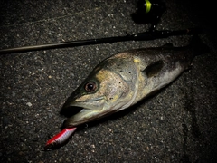 釣果