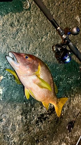 シブダイの釣果