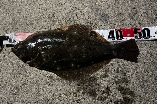 ヒラメの釣果