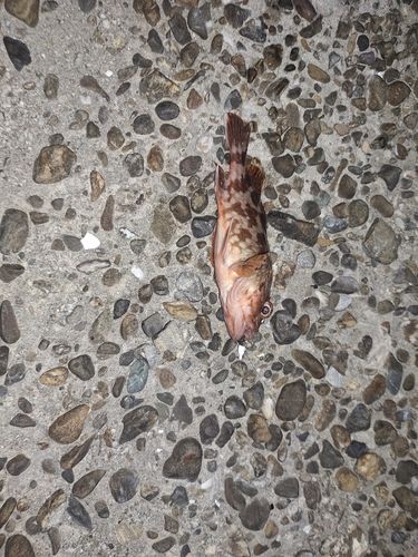 ガシラの釣果